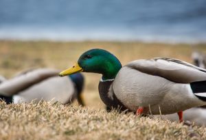 Wildlife