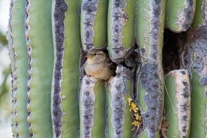 wildlife-10