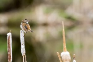 wildlife-11