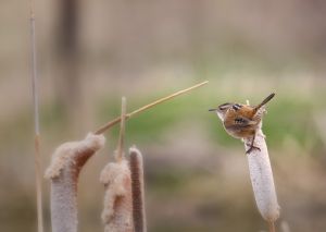 wildlife-12