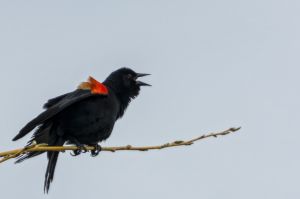 wildlife-13