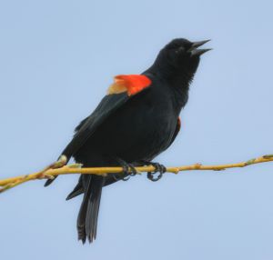 wildlife-14