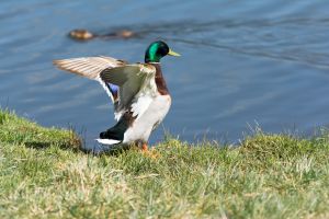 wildlife-15