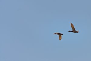 wildlife-16