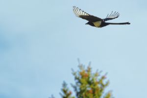 wildlife-17