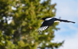 wildlife-18