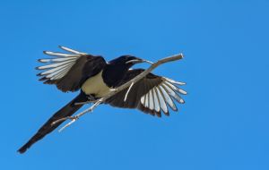 wildlife-19