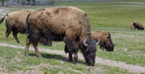 wildlife-2