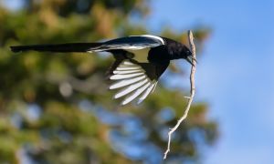 wildlife-20