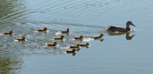 wildlife-21