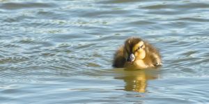 wildlife-22