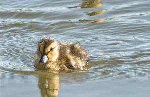 wildlife-23