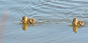 wildlife-24