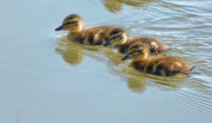 wildlife-26
