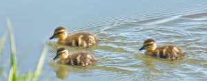 wildlife-27