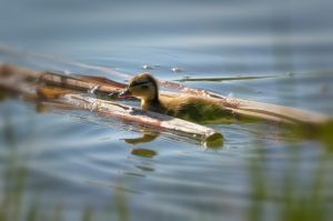 wildlife-28