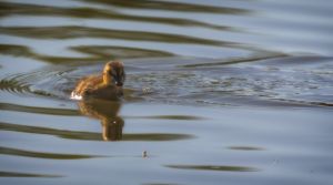 wildlife-29