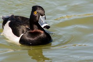 wildlife-3