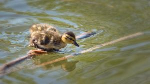 wildlife-30