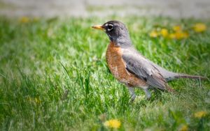 wildlife-31