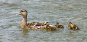 wildlife-32