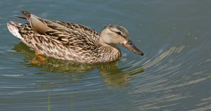 wildlife-33