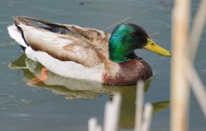 wildlife-34