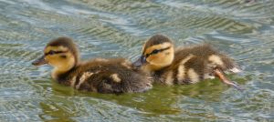 wildlife-35
