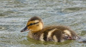 wildlife-36