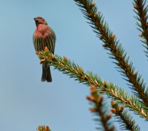 wildlife-37