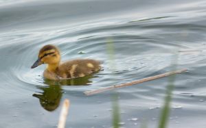 wildlife-38