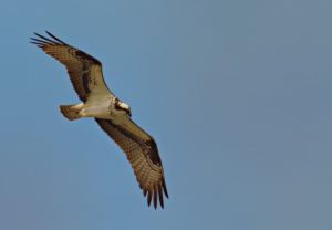 wildlife-39