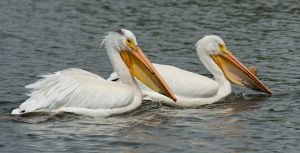 wildlife-40