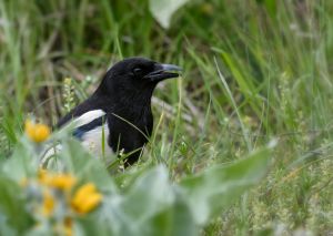 wildlife-41