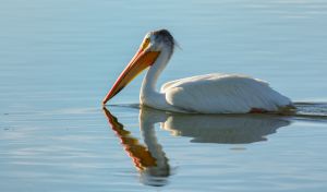 wildlife-42