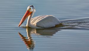 wildlife-43