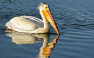 wildlife-44
