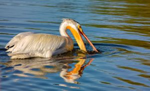 wildlife-45