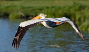 wildlife-46