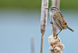wildlife-47