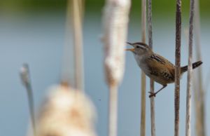 wildlife-48