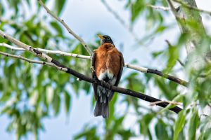 wildlife-49