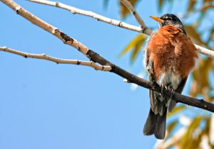 wildlife-50