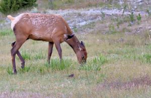 wildlife-51