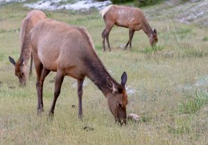 wildlife-52