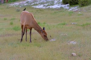 wildlife-53