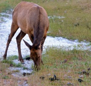 wildlife-54