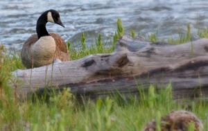wildlife-55