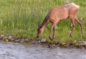 wildlife-56