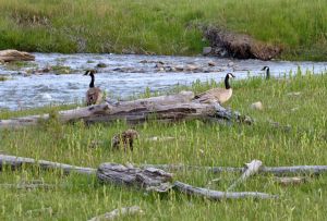 wildlife-57